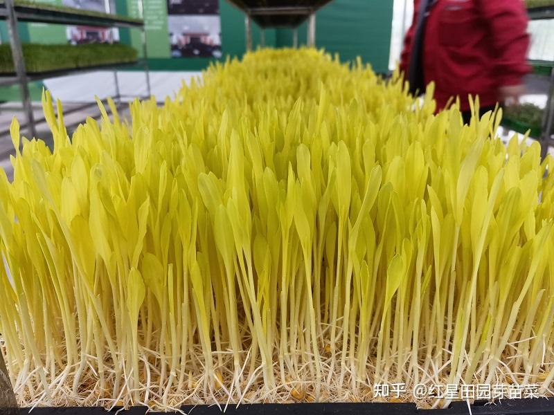 玉米种子水培过程图片