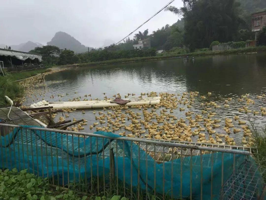 魚塘養鴨準備