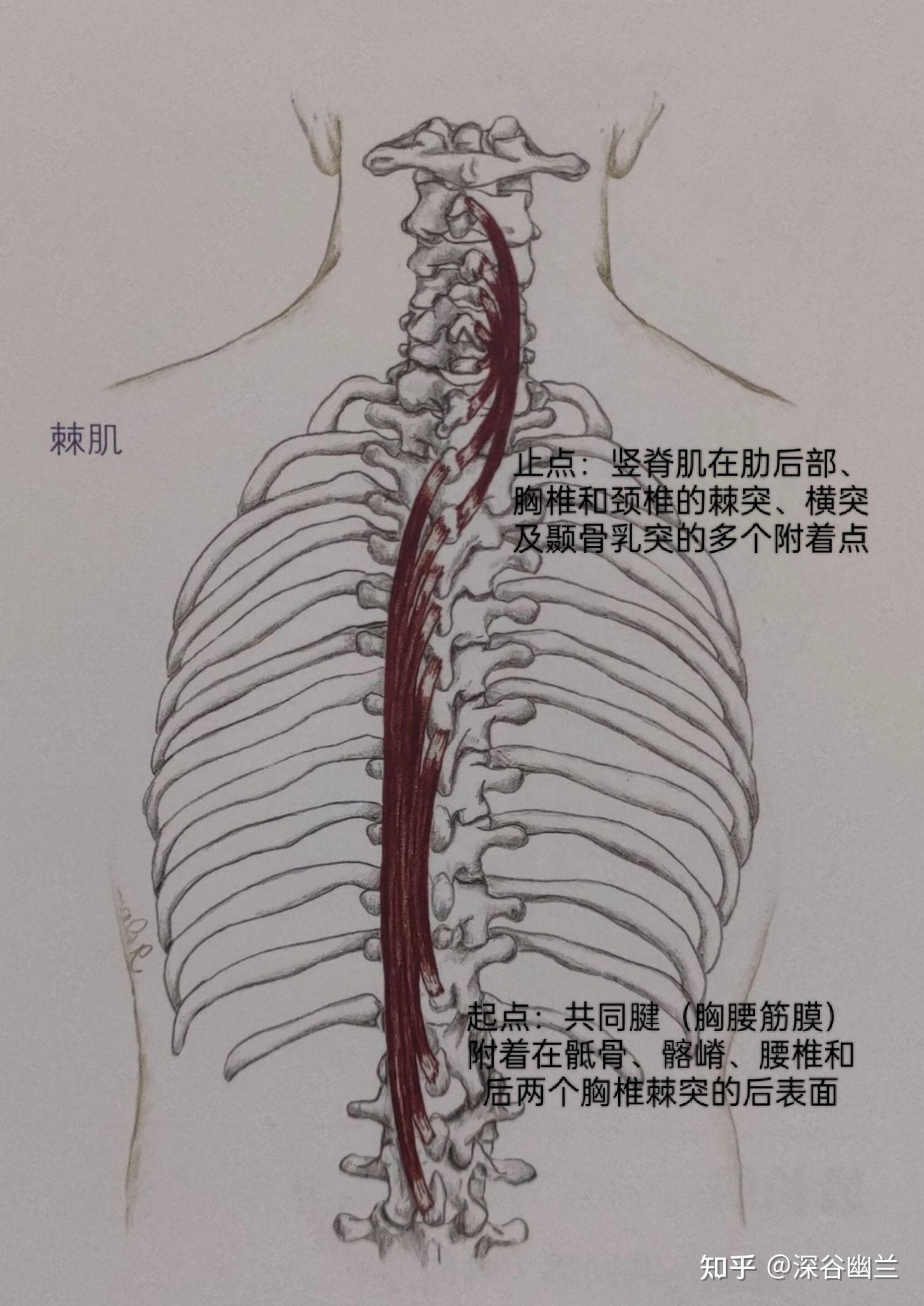 棘肌,头半棘肌,回旋肌,多裂肌,髂肋肌,使脊柱伸展的肌肉有:最长肌,髂