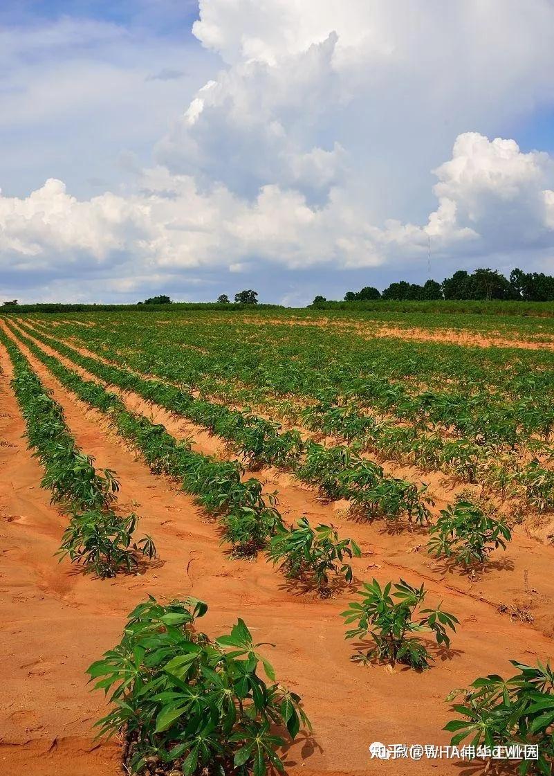 泰国是全球十大重要农产品生产国,其中包括大米,木薯,棕榈油,甘蔗