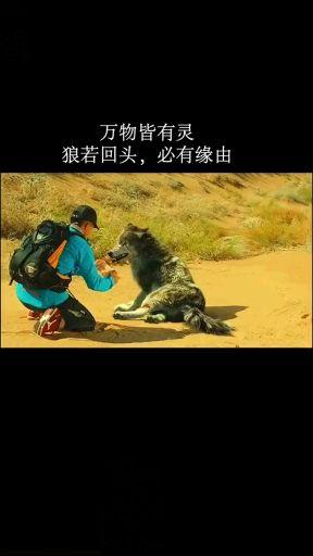孩子救了小狼,狼回来报恩(一)