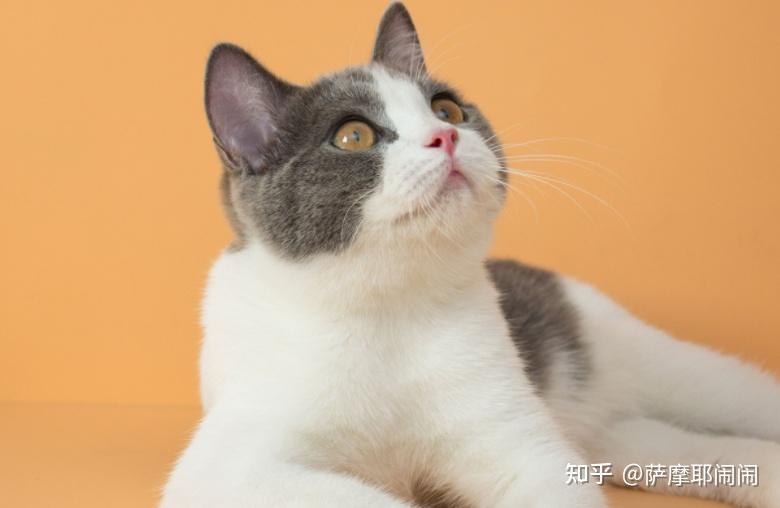 母猫不认识自己的幼崽了怎么办? - 知乎