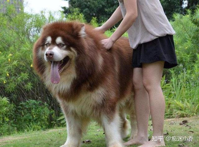 阿拉斯加犬被宠物店拉进黑名单凭什么