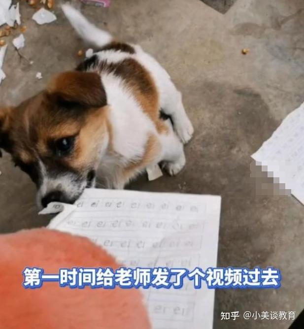 安徽一小学生的作业被狗撕碎,女生大哭:我只差一行字就写完了 - 知乎