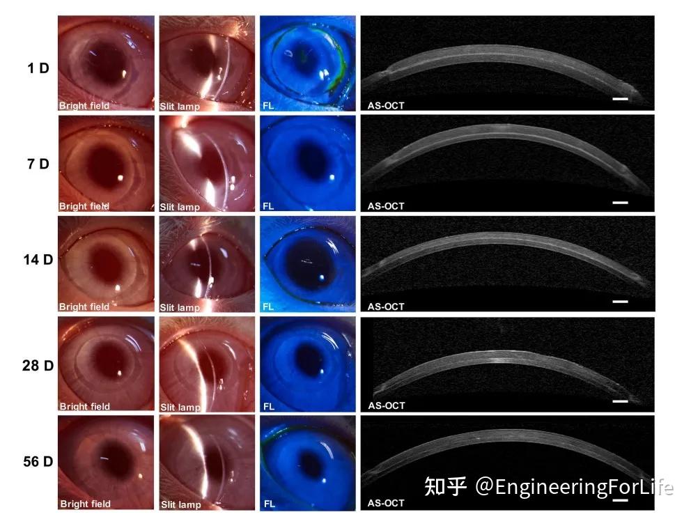 图5 兔角膜移植手术后的角膜裂隙灯显微镜和as-oct图像图6 原生兔角膜