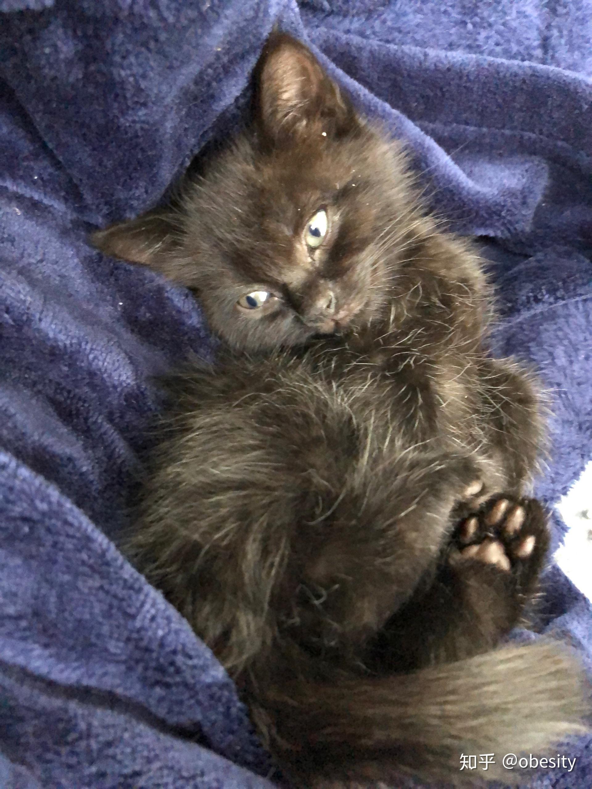 网上买猫戴尔宠物黑心换我猫猫有猫瘟不给处理