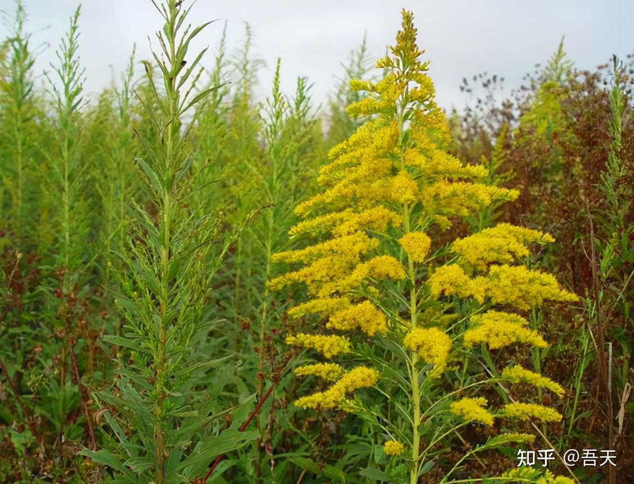 一枝黄花的危害(一枝黄花的危害对人有 危害吗)