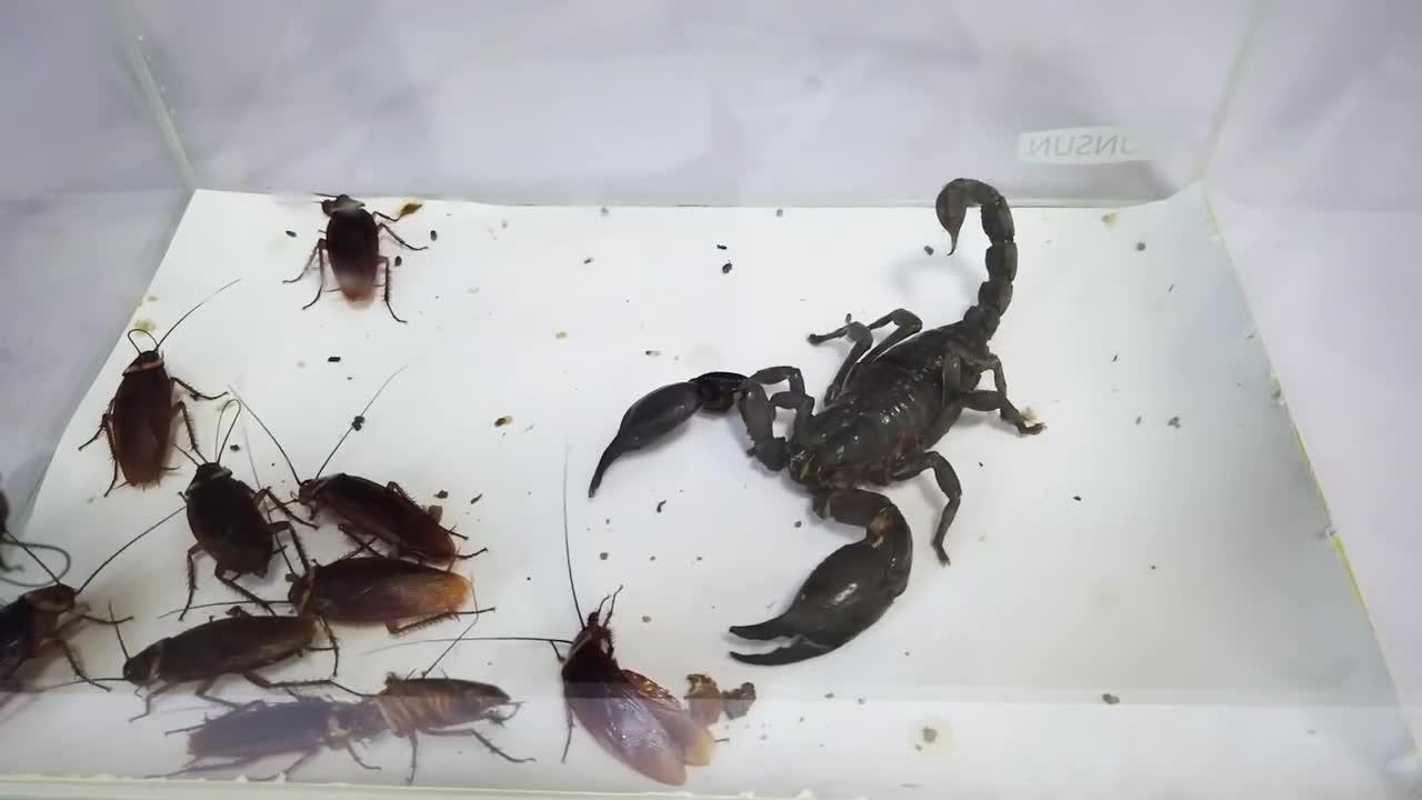 在火星生存下来的蟑螂竟恐怖如斯