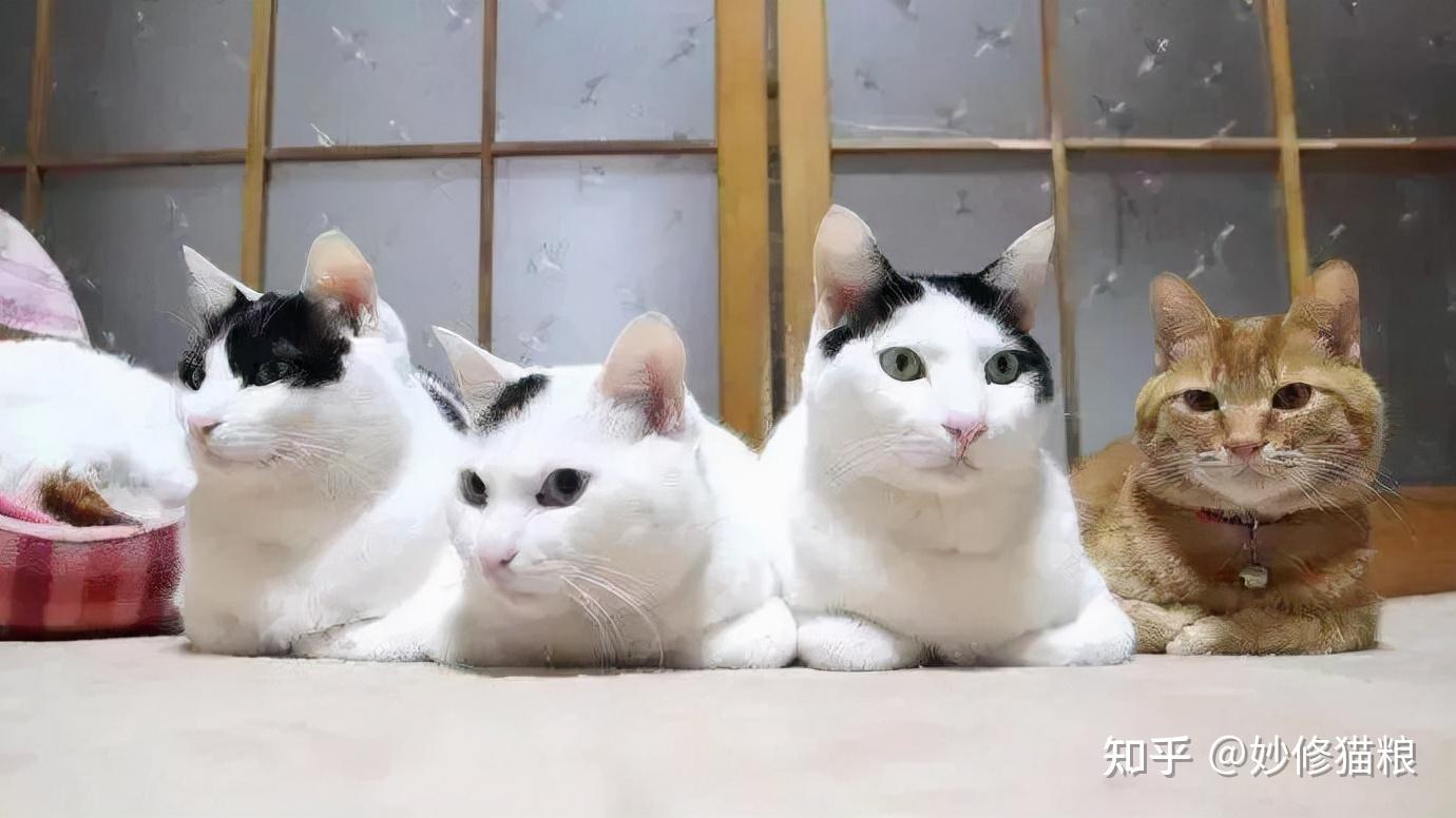 猫咪爱“揣手手”的秘密，原来还有这么多种意思 - 知乎