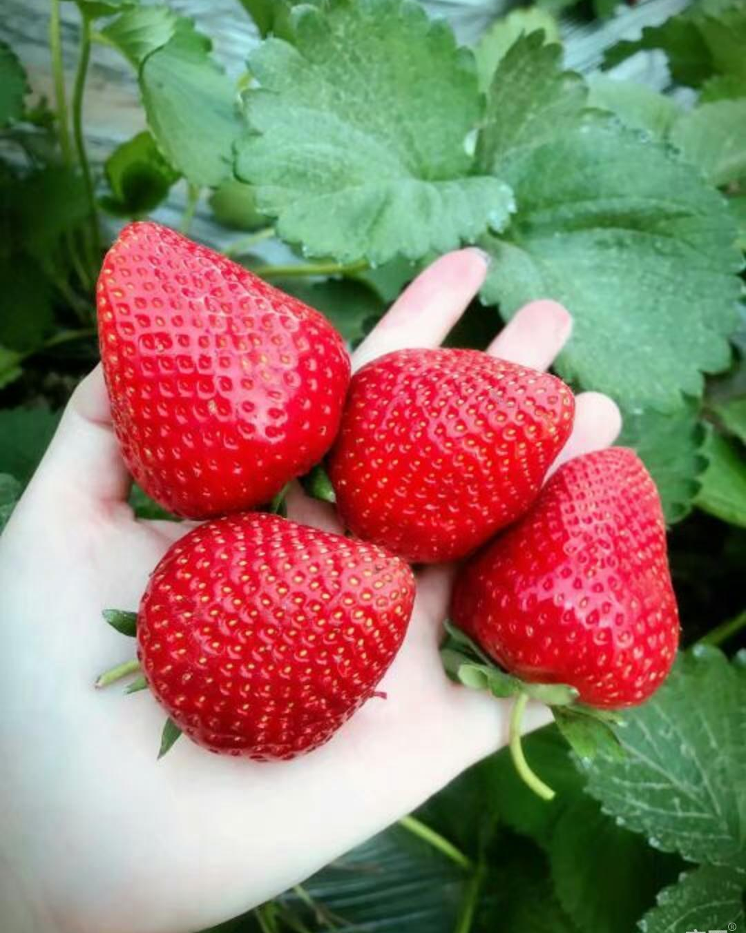 草莓苗法兰地草莓苗价格与草莓苗种植技术 知乎 草莓苗法兰地草莓苗价格与草莓苗种植技术 知乎