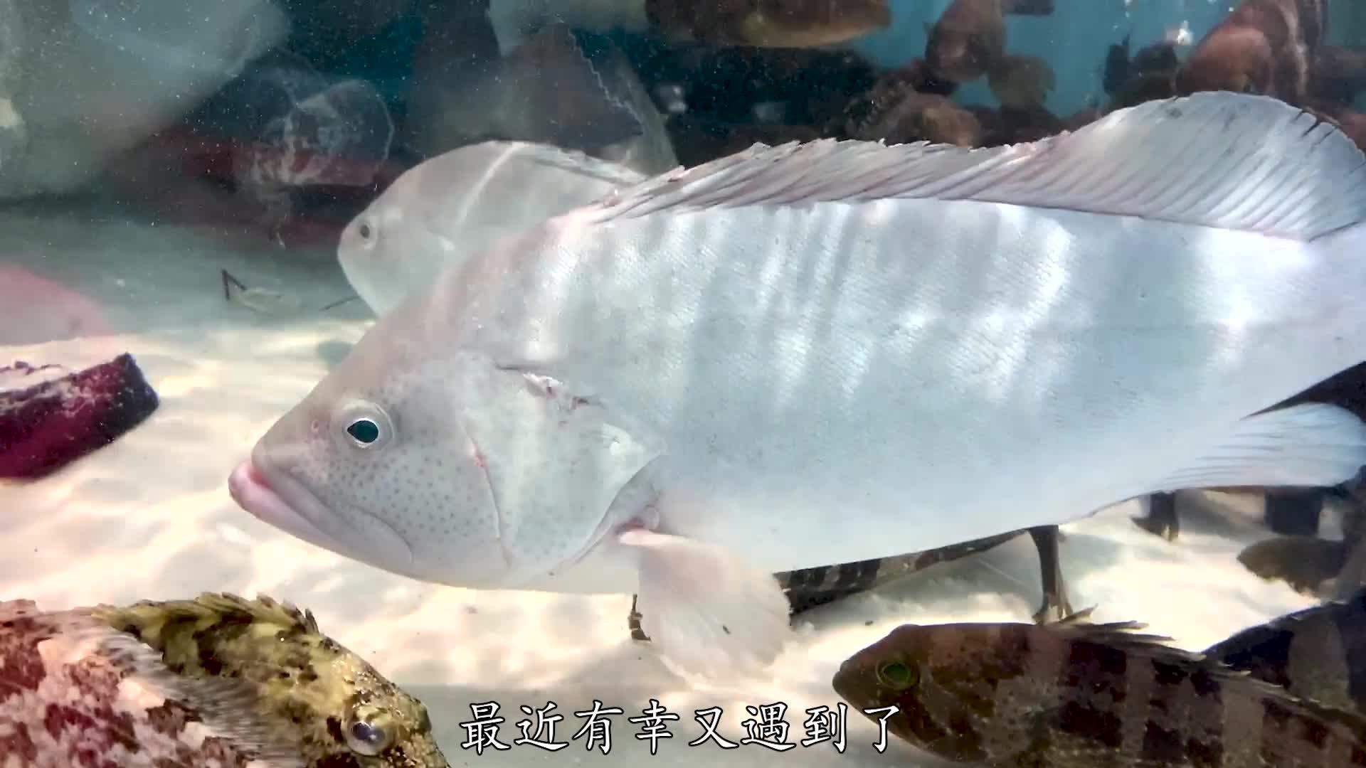 试吃大海狼鱼,是我目前见过最凶猛的鱼,出锅后却亏大了