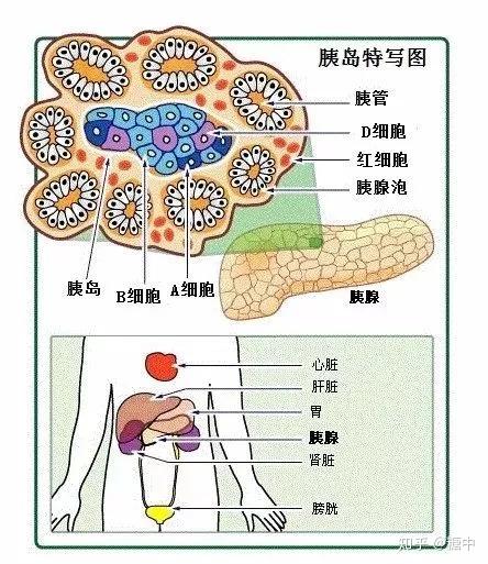 胰腺胰島素與糖尿病路徑障礙