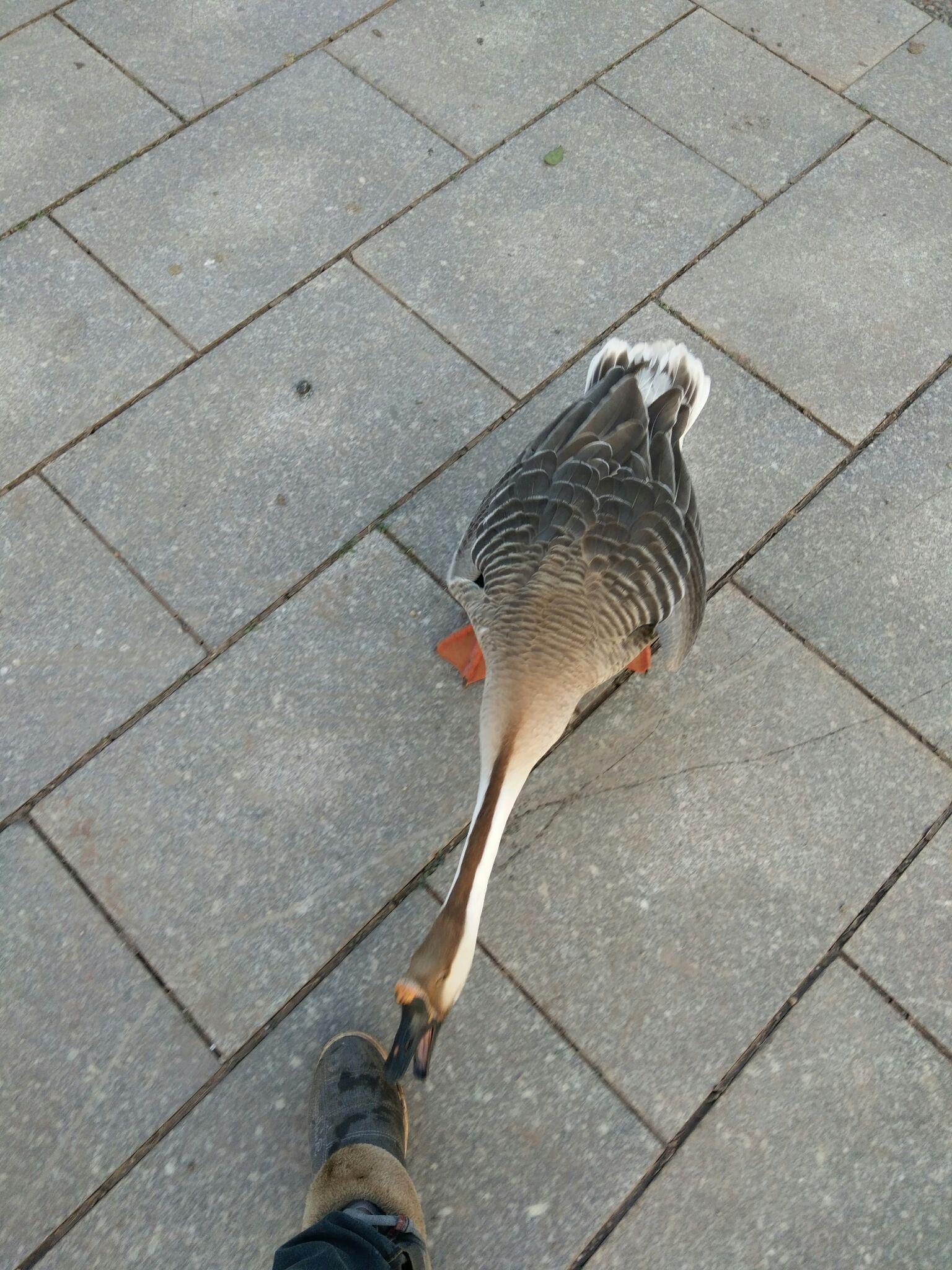 鹅的战斗力到底有多强? - 帷幔后的孤独的回答