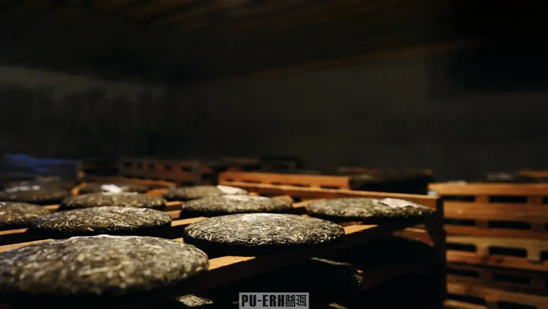 还产生芳香的酯类物质,但由于分泌果胶酶能力强,普洱茶在渥堆中茶叶