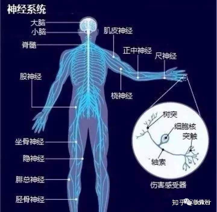 小分子肽與人體八大系統的關係