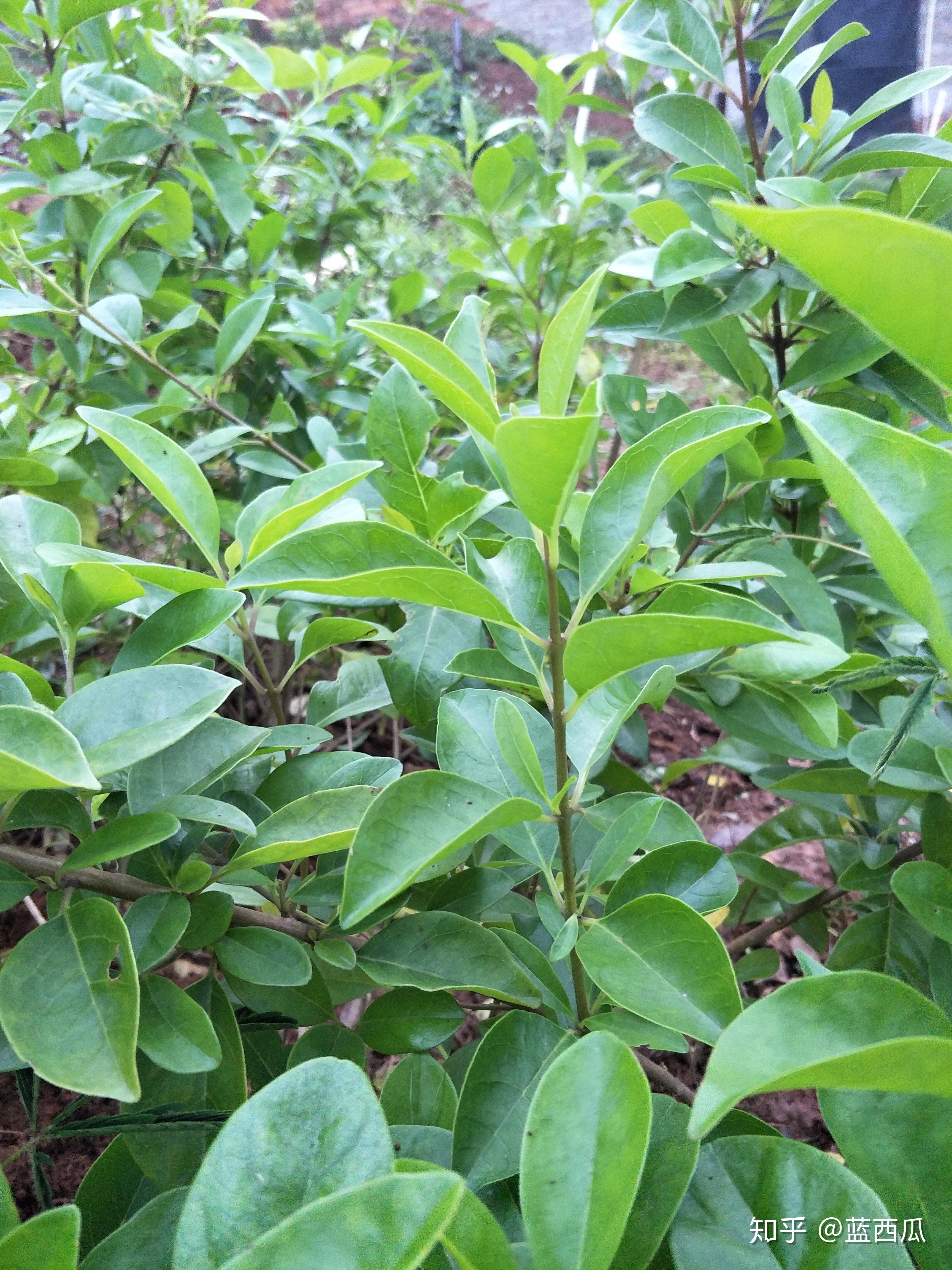 半红树植物唇形科