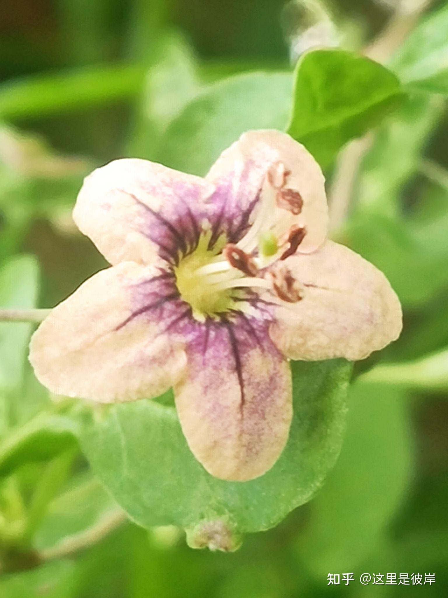 这三种颜色的枸杞花,你都见过吗? - 知乎