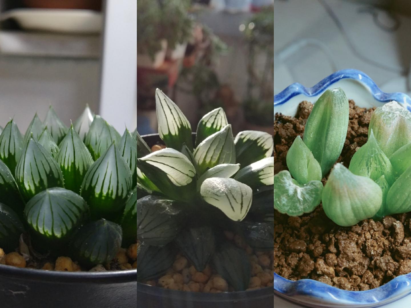 十二卷属植物的栽培环境 知乎