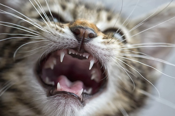 两个月的小奶猫怎么养 一个月大的猫咪怎么养 小奶猫一直叫