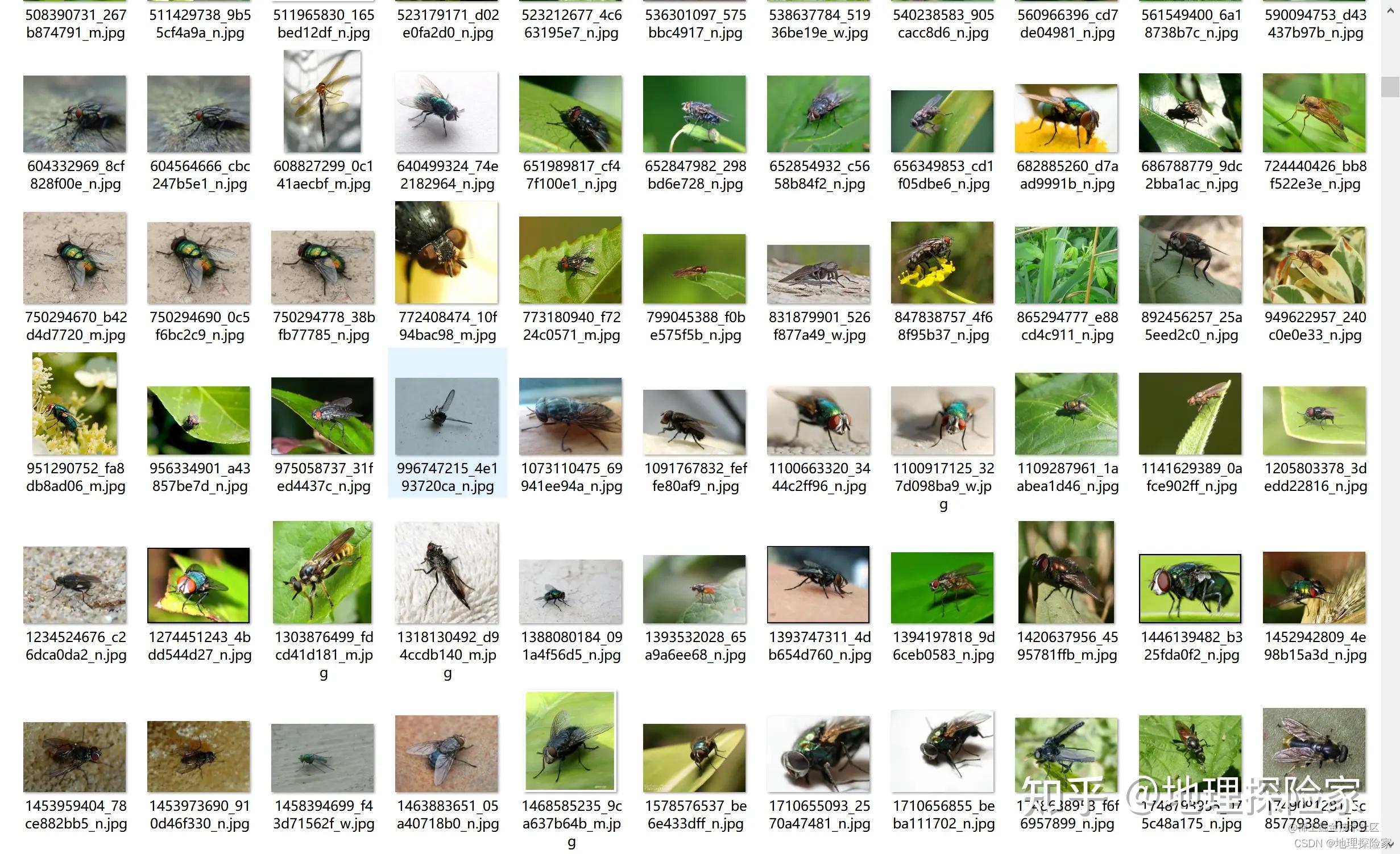 不同种类的昆虫聚集在一起高清PNG素材