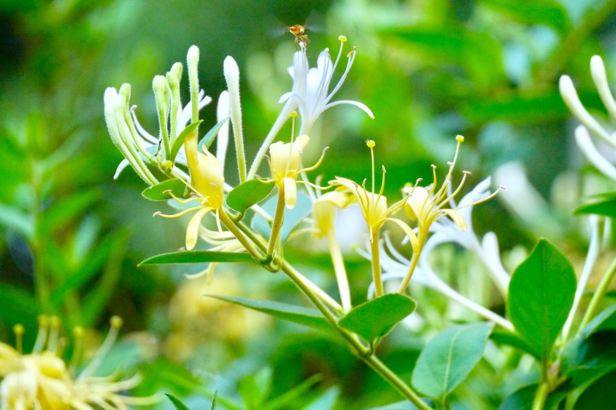想了解金银花市场什么价格行情平邑山东金银花的最新价格看这里就对了