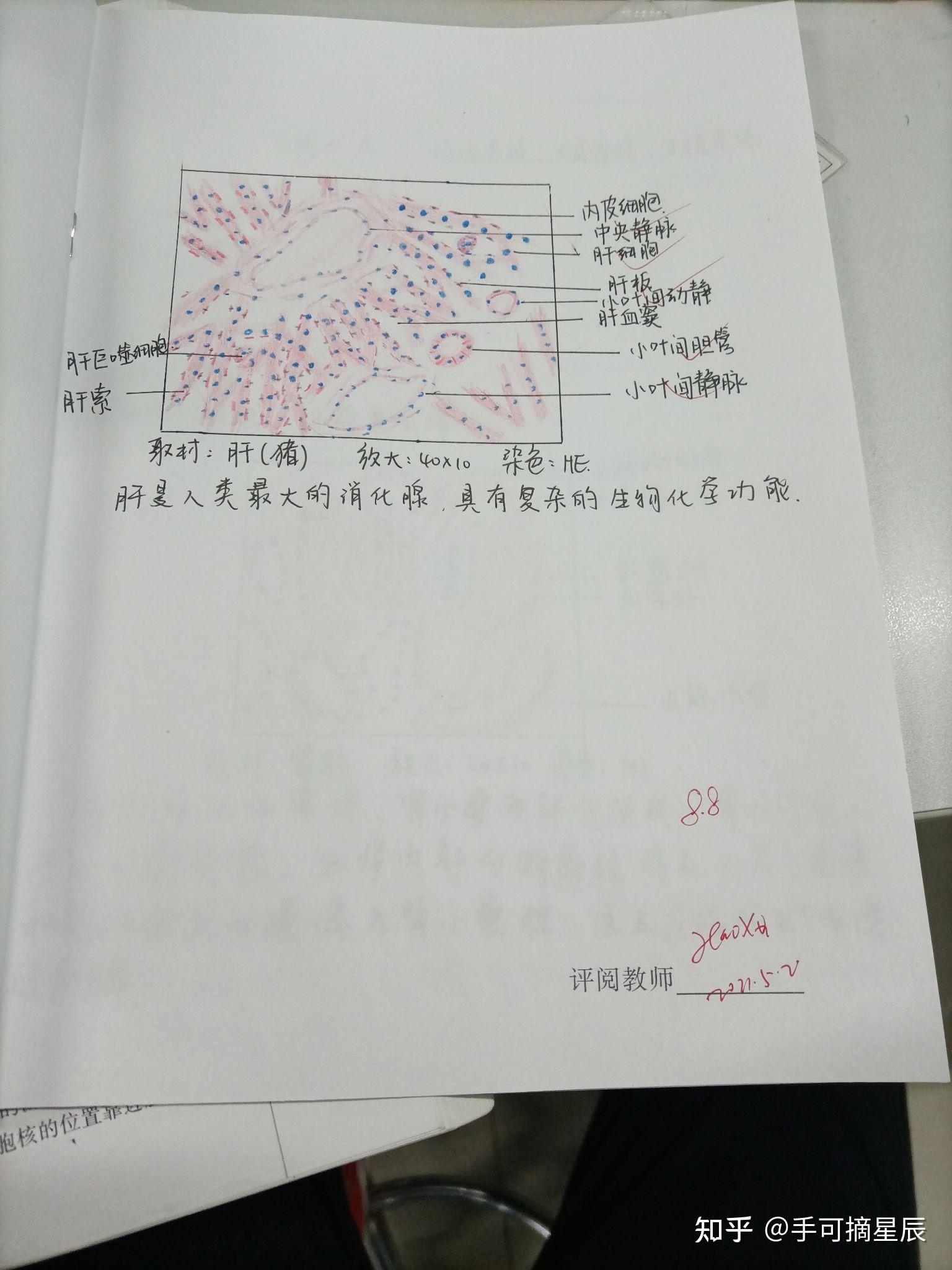 组织与胚胎学红蓝铅笔绘图(已批改,全部正确) - 知乎