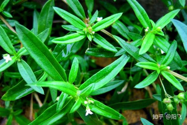 农村一种野草农民见到就拔掉却不知对黄疸性肝炎有特效