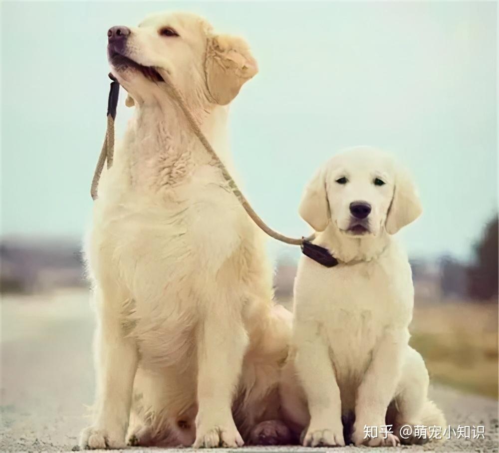 世界上最大的狗和最小的狗区别 v2-80e30a2900929ac40bf4c5075fcc12eb_r.jpg