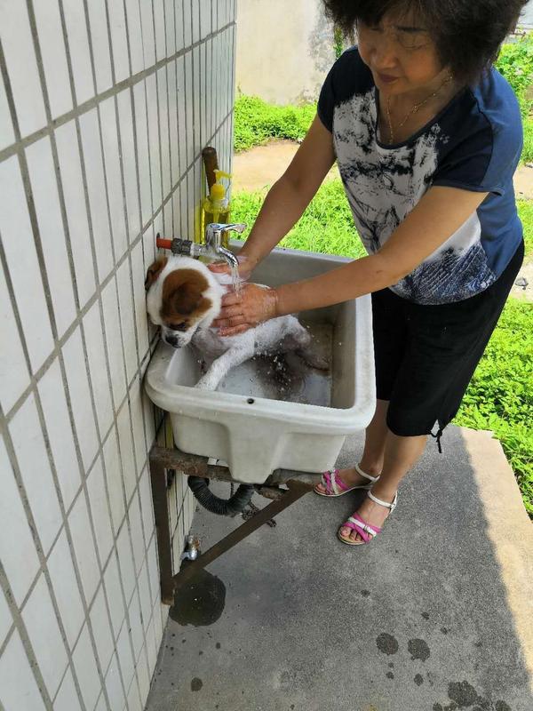 为什么大家不喜欢养土狗,土狗聪明吗?