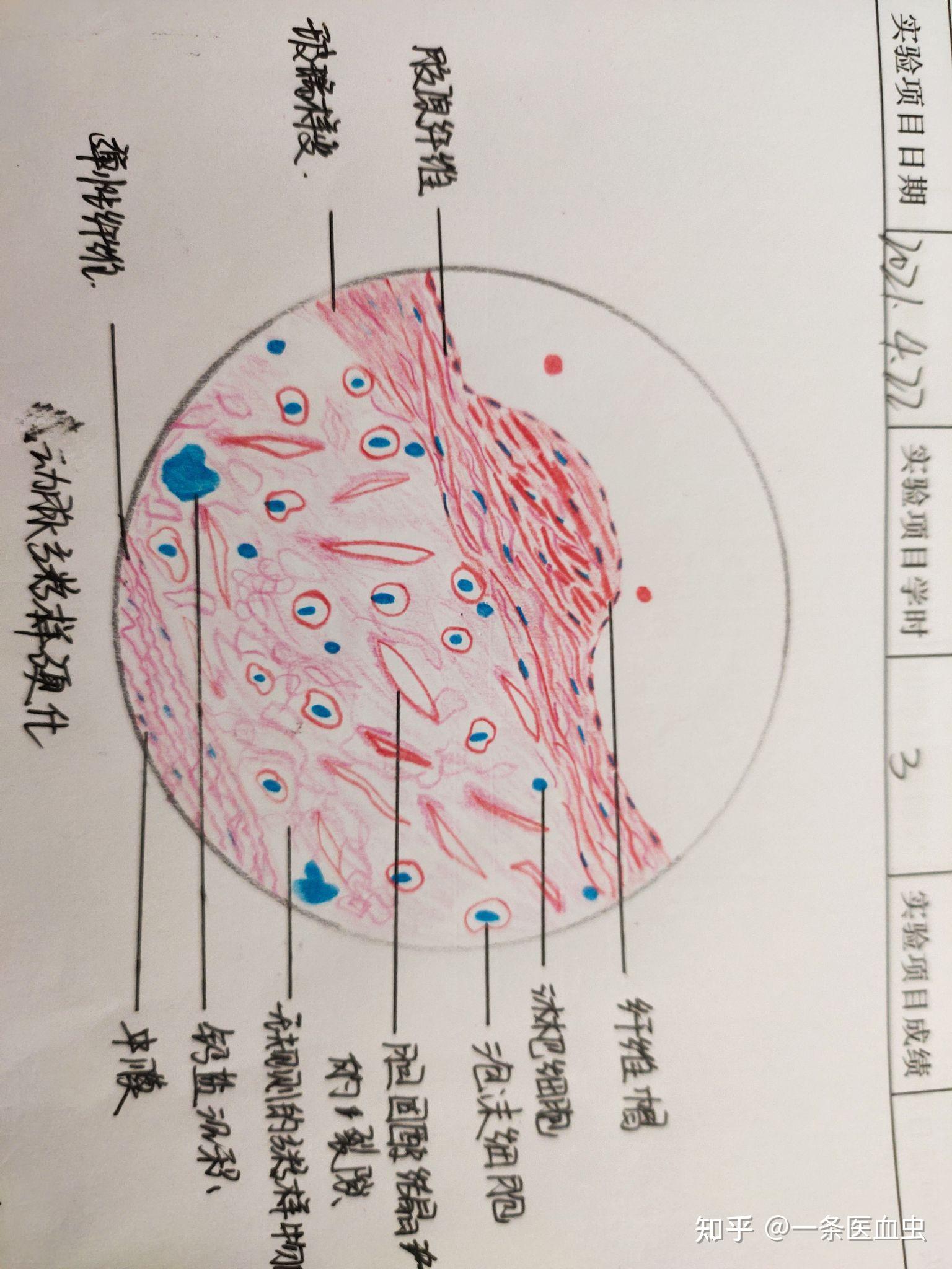 病理學實驗畫圖