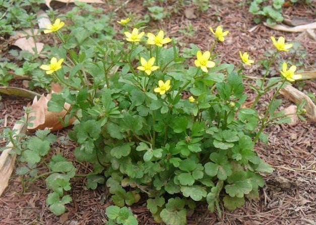 农村经常见到这种草煮成汤喝下去咽炎一治一个准