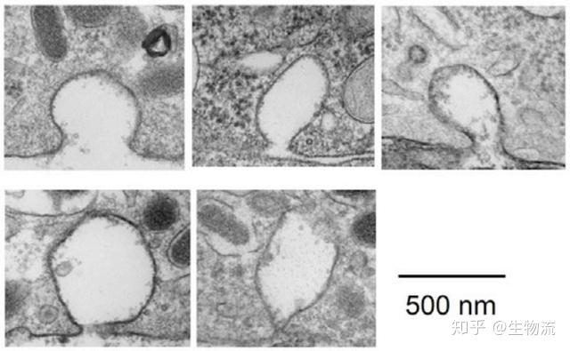 电镜下的细胞膜图片