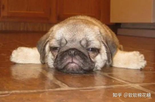 养狗多年,却看不懂狗狗这些动作,证明你"不合格" - 知乎