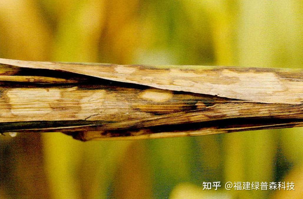 纹枯病应该打什么药 - 知乎