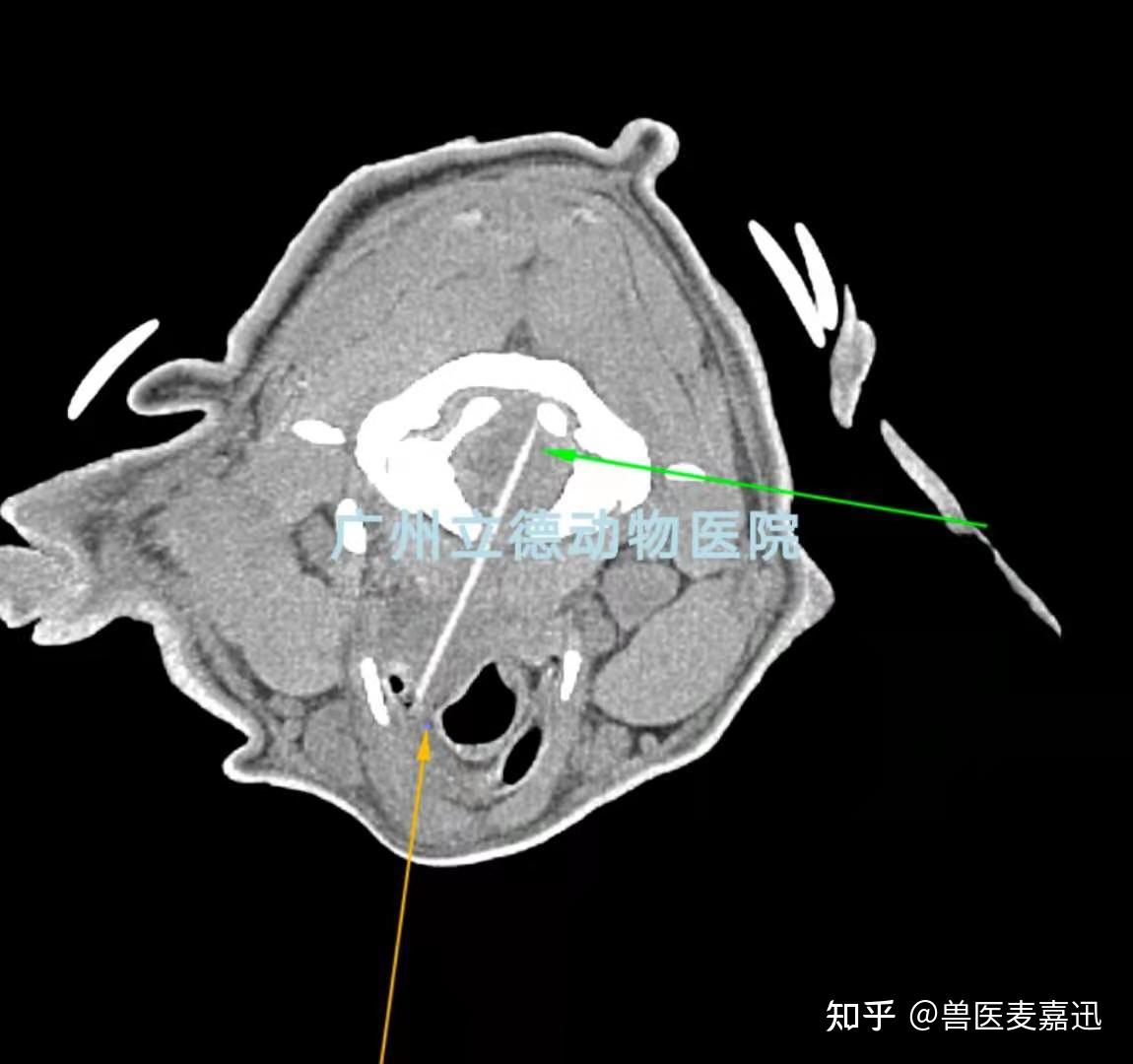 走路左側轉圈上圖,可見狗狗出現了左側頭傾斜約30度新年同事接診了一