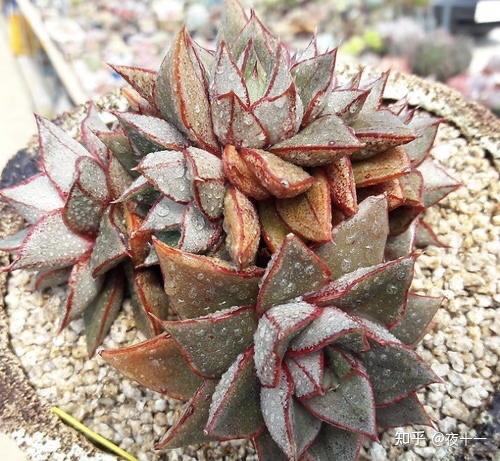 多肉补全计划麒麟座