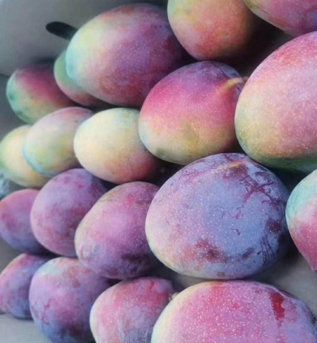 听说百分之99的人都没吃过海南珍珠芒