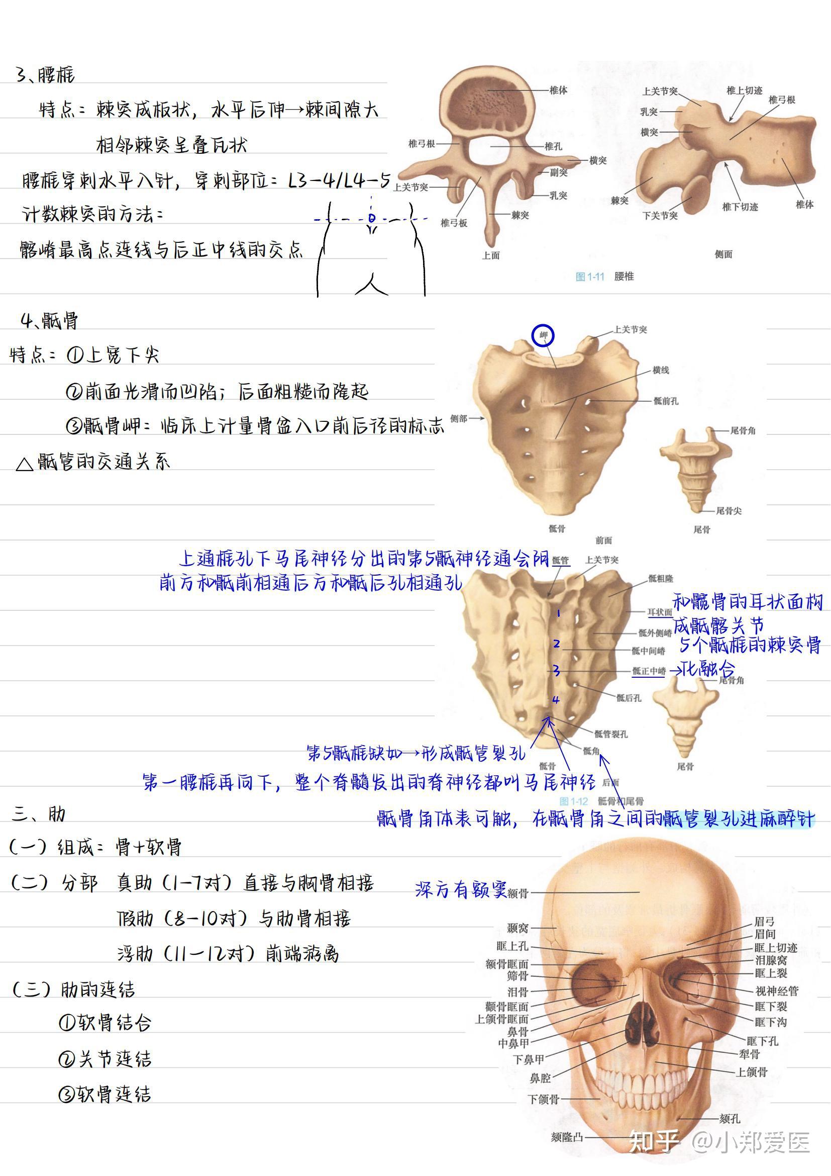 系统解剖学手写笔记全套收藏 知乎 