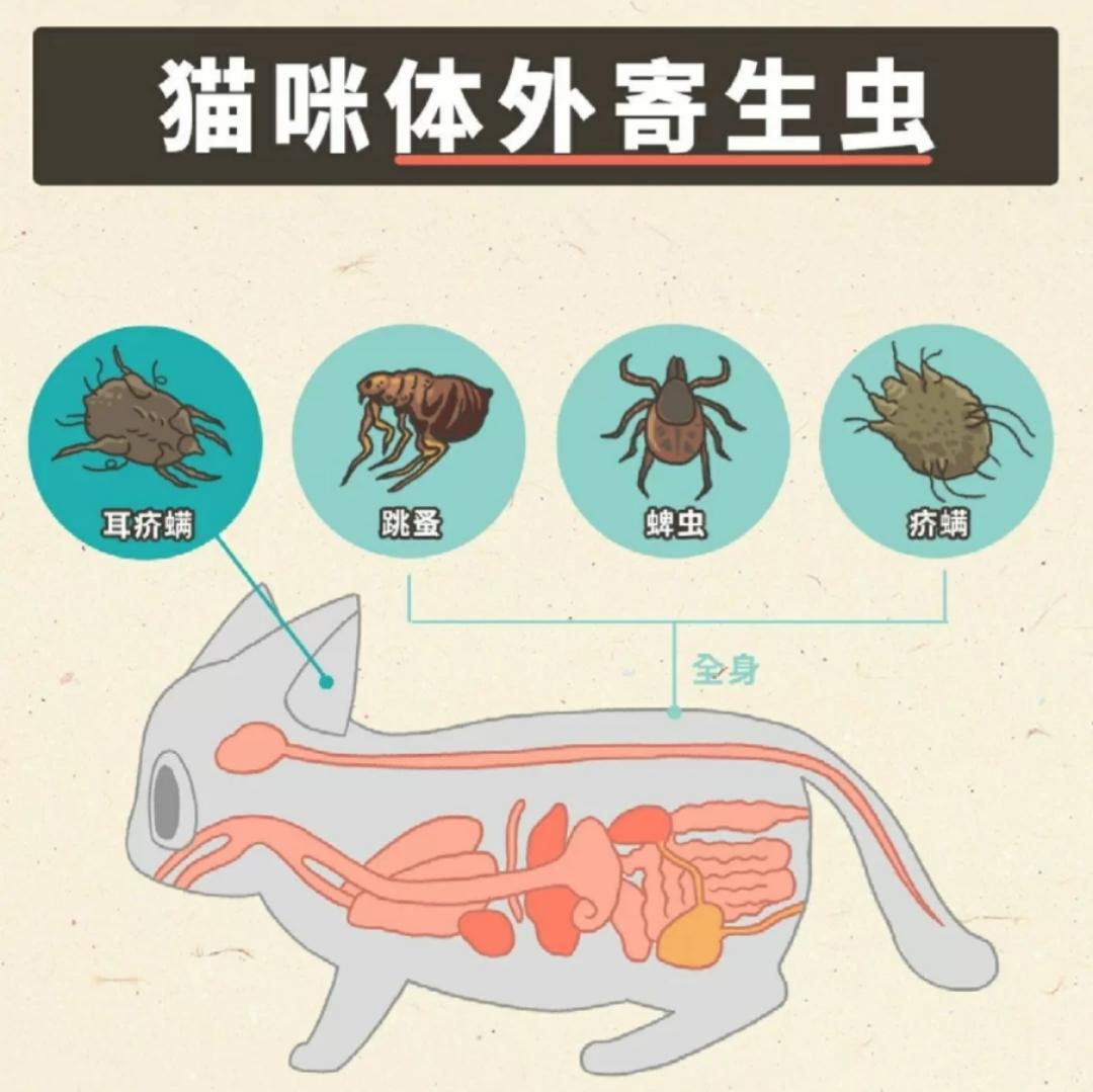 猫咪身上有非常浓密的毛发,容易让体外寄生虫在毛发里繁殖,几乎所有