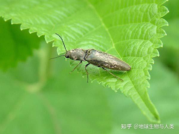 【动物界全系列】叩头虫总科—叩头虫科(上) - 知乎