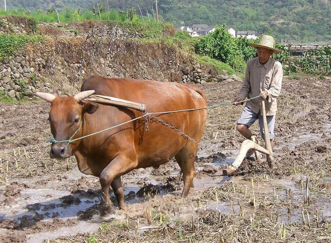 谁说风马牛不相及,干活它们一起在地里