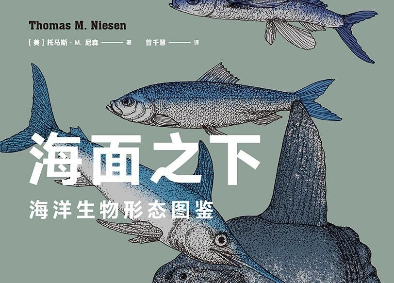 海面之下 海洋生物形态图鉴 第一版细节勘误 补充及相关知识点 更新中 知乎