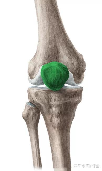 上肢骨 下肢骨高清解剖图谱 临床必备 知乎