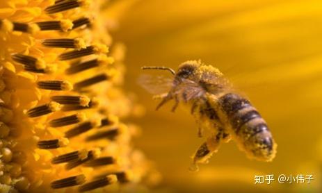 蜂花粉 浓缩的天然药库 知乎