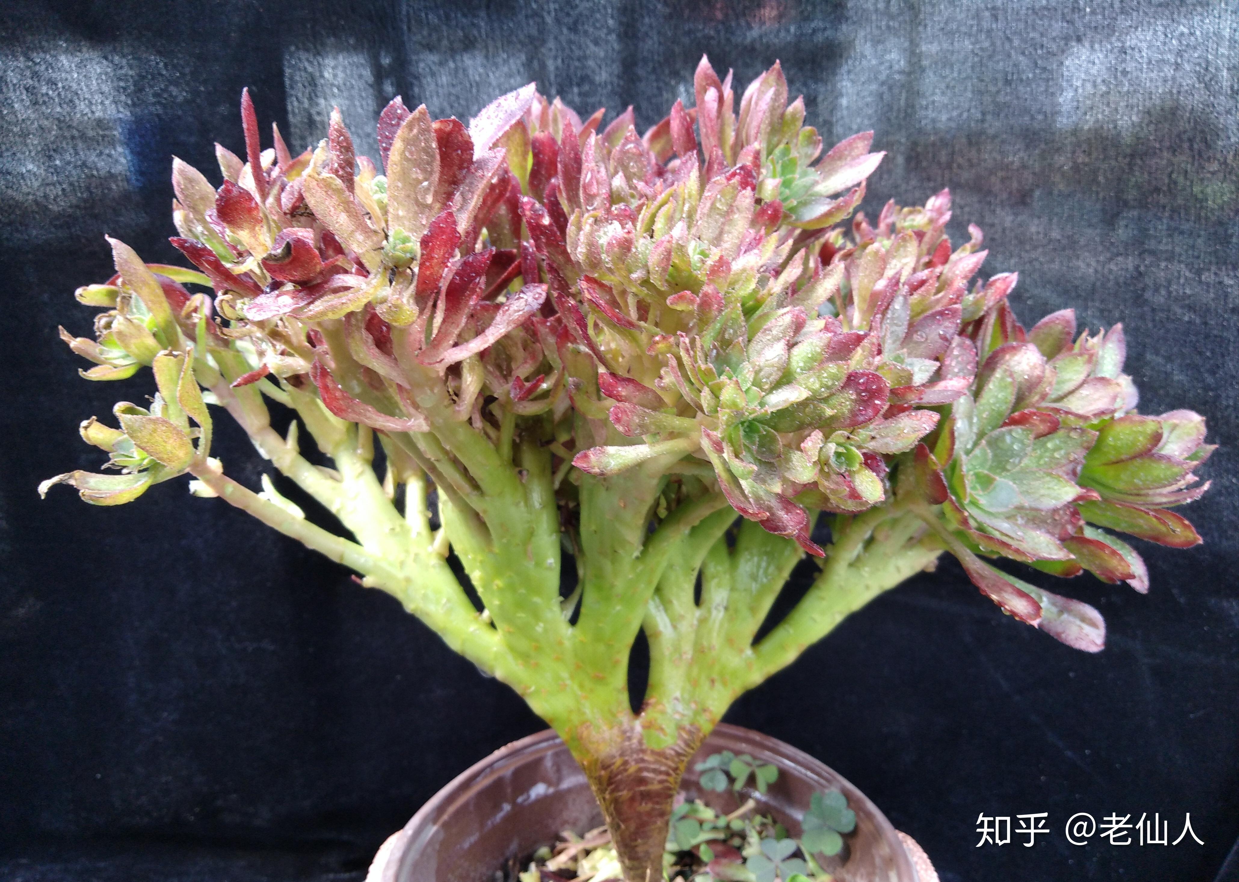 多肉怎么分叉 v2-813cd4cae8082797a41c323988673437_r.jpg