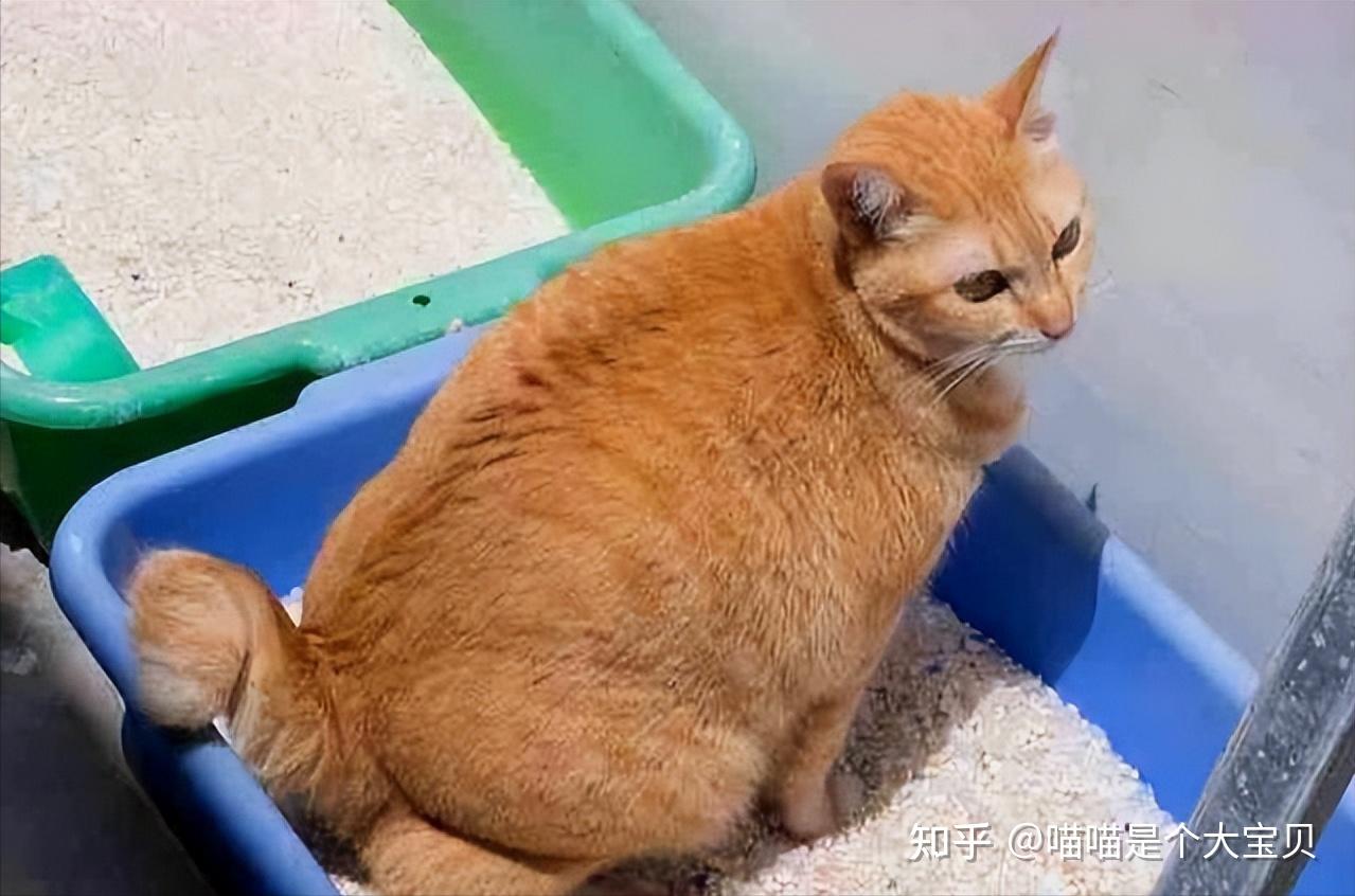 关于猫咪“性”的冷知识,大部分人都不知道 - 知乎