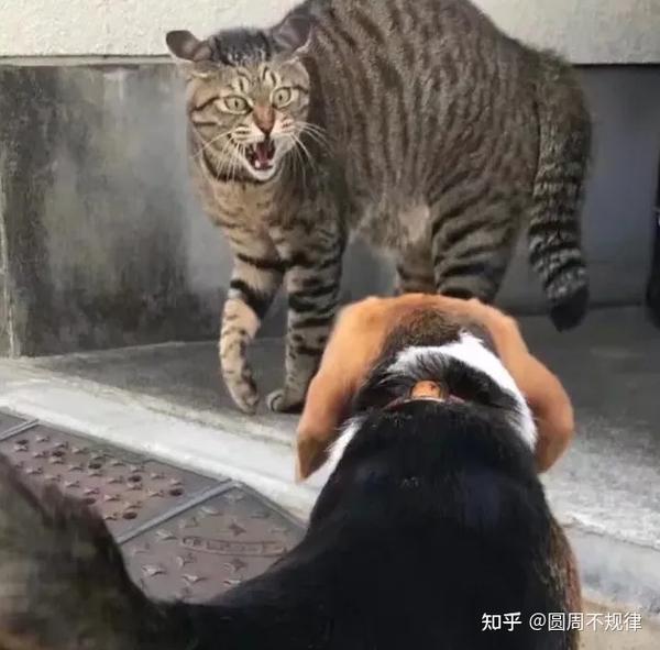 猫为什么“拱背”,这8大原因,你未必全知道! - 知乎
