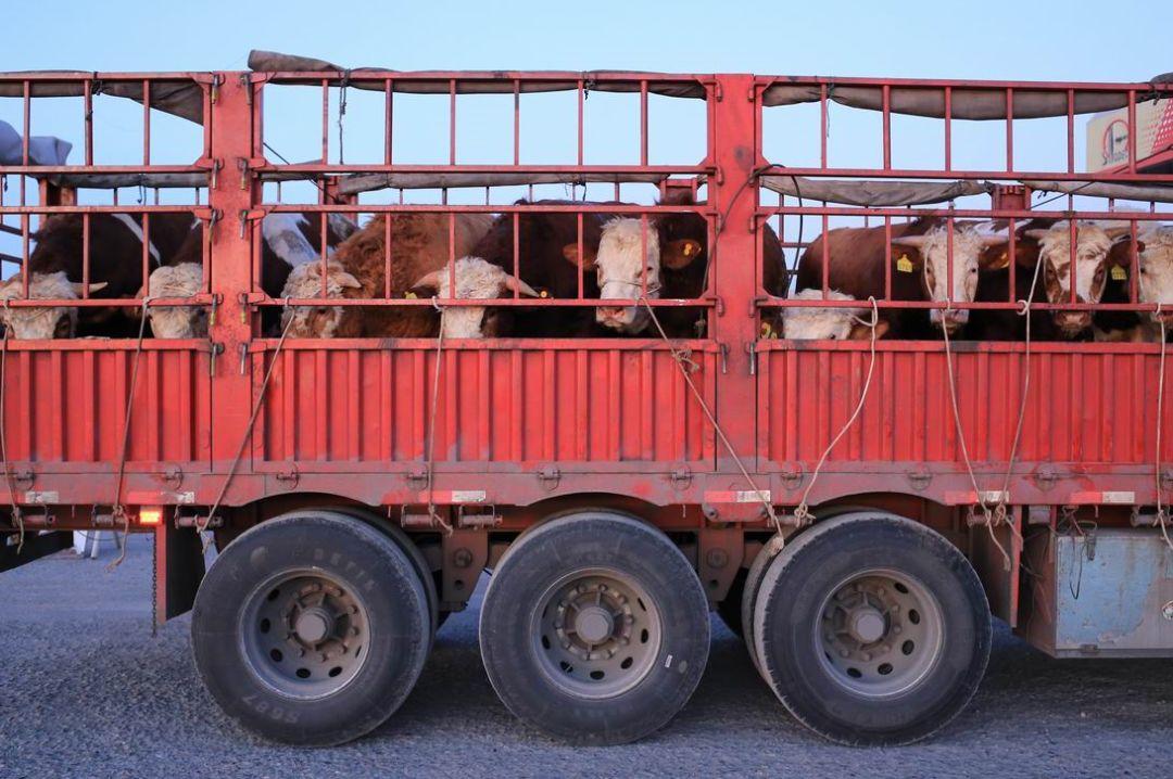 新疆星星峡路段,一辆排队加油的运牛车,时间已是三月