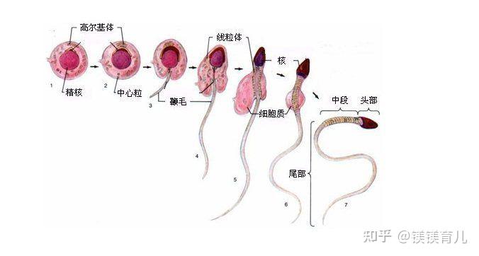 畸形精子率高是什么原因造成的? - 知乎