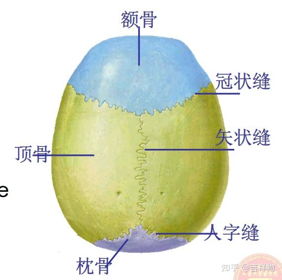 系统解剖学笔记1-颅骨 - 知乎